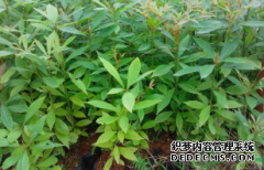 沐鸣2注册金丝楠木原木的植物形态。