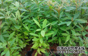 沐鸣2注册金丝楠木原木的植物形态。