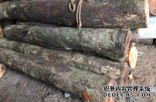 沐鸣2注册金丝楠木原木厂家浅谈金丝楠是什么?