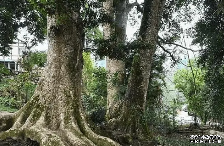 沐鸣2注册同样是树木,为何金丝楠木那么贵?